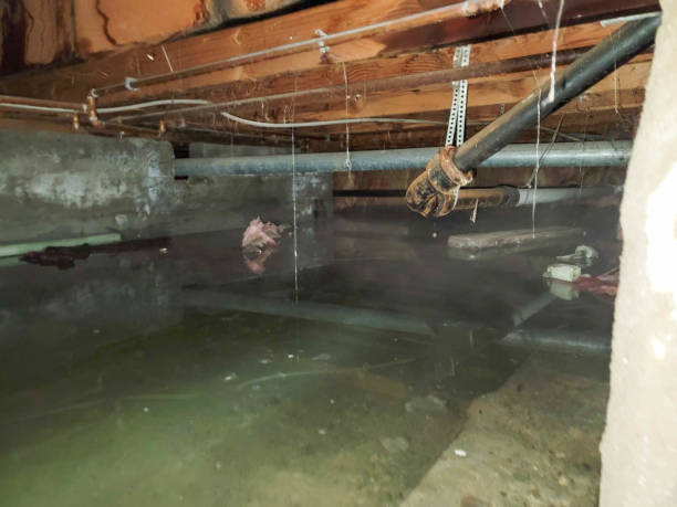  Seffner, FL Water damage restoration Pros